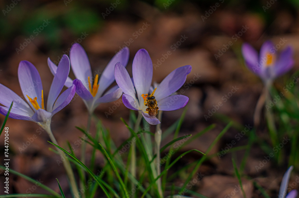 Bees pollinate early crocuses Bees pollinate early crocuses