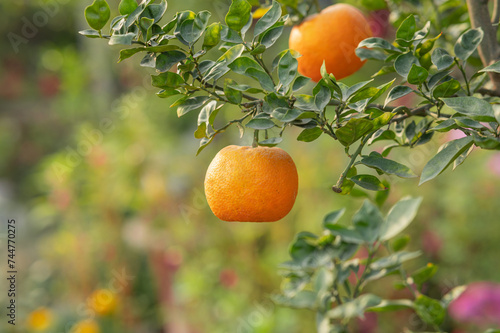 oranges on tree