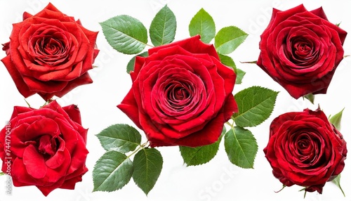 collection of red roses isolated on white background set of different bouquet flat lay top view