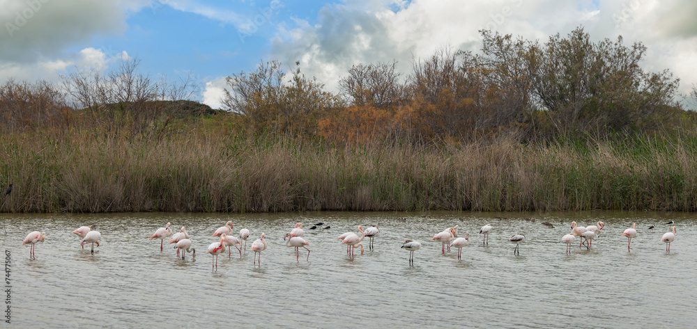  beautiful pink and gray flamingos on a background of water