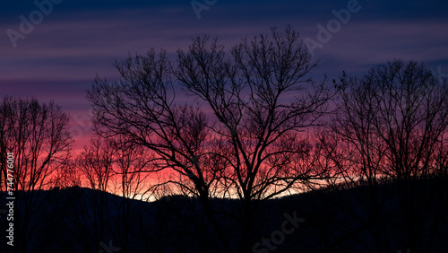 Bare Winter Trees Standing Silently Before The Beautiful Sunset