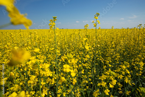 The yellow rapeseed field and blue sky