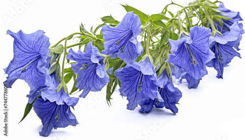  A beautiful arrangement of blue platycodon grandiflorus flowers isolated on a white background