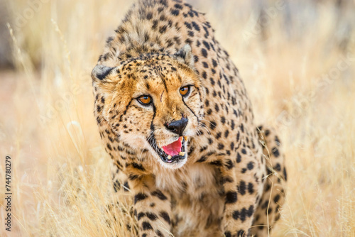 Portrait of the angry grinning cheetah with an open mouth  prepairing to leap.