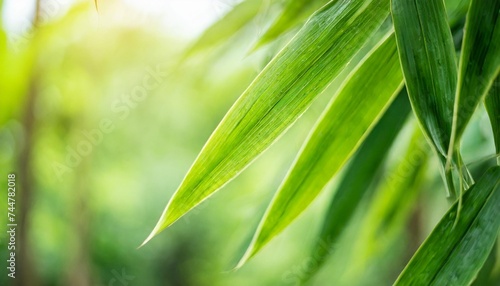 nature of green bamboo leaf in garden at summer natural green leaves plants using as spring background cover page greenery environment ecology lime green wallpaper