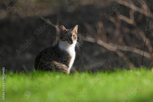 Młody kot siedzący na zielonej trawie