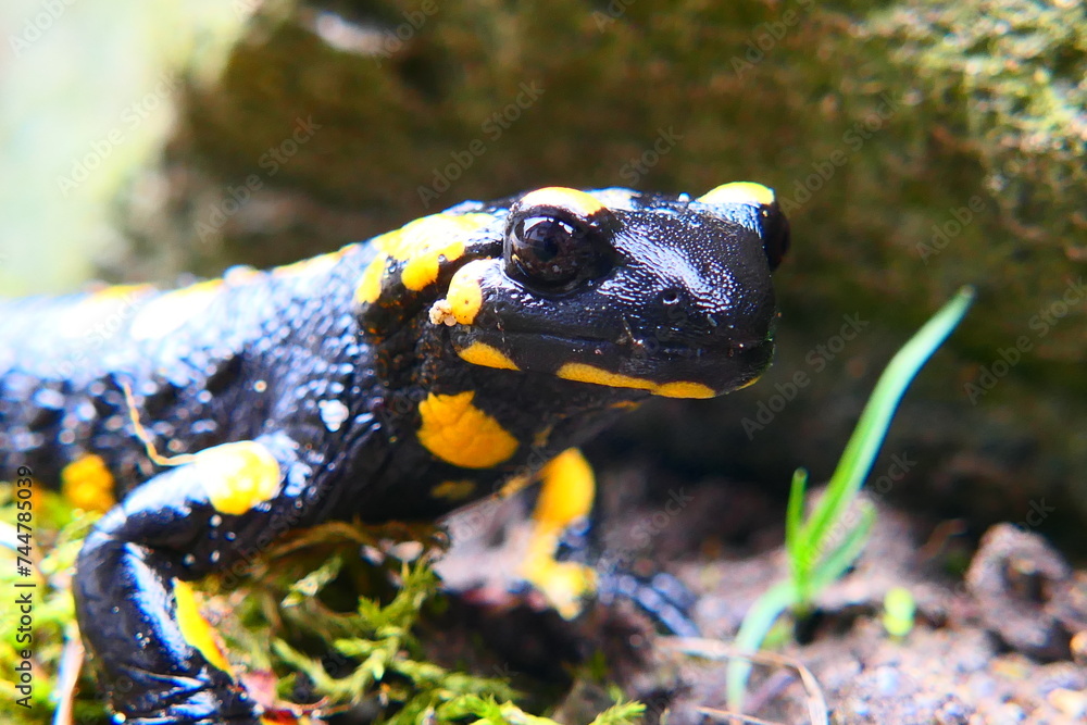 Feuersalamander, Salamandra slamandra (5) Feuersalamander, Salamandra slamandra (5)