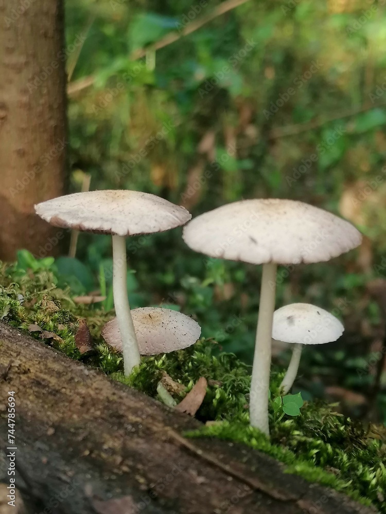 cogumelo cogumelo