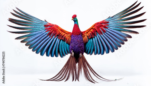  A beautiful, majestic, vibrant, and Multicolored pheasant with its wings spread wide in all glory