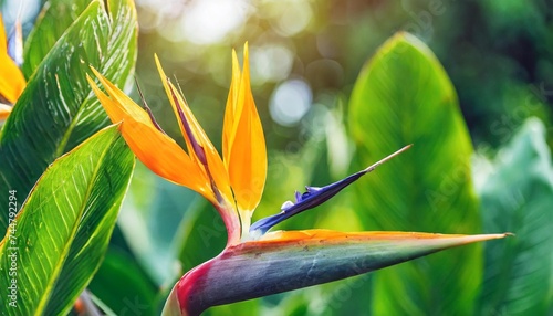 tropical forest bird of paradise flower or strelitzia reginae blooming on green nature background