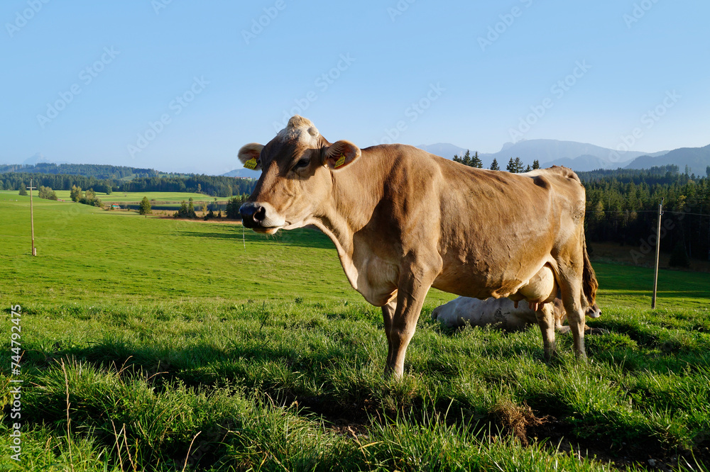 cows grazing on the lush green alpine meadows with scenic alpine lake Attlesee and the Bavarian Alps in the background in Nesselwang, Allgaeu or Allgau, Bavaria, Germany
cows grazing on the lush green alpine meadows with scenic alpine lake Attlesee and the Bavarian Alps in the background in Nesselwang, Allgaeu or Allgau, Bavaria, Germany