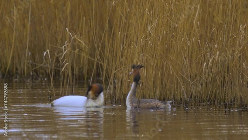 birds, pair of great crested grebe, head shaking courtship display on water in front of reedbed photo