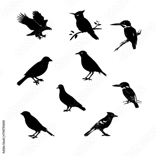 Black silhouette of Brids side view isolated    