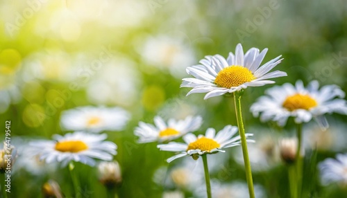 beautiful nature selective and soft focus on daisy flower in meadow daisy flowers lit by sunlight © Fletcher