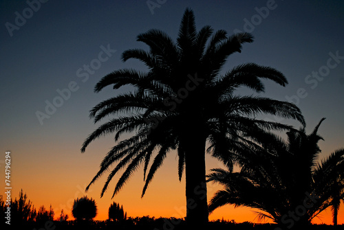 Palmtrees at sunset photo