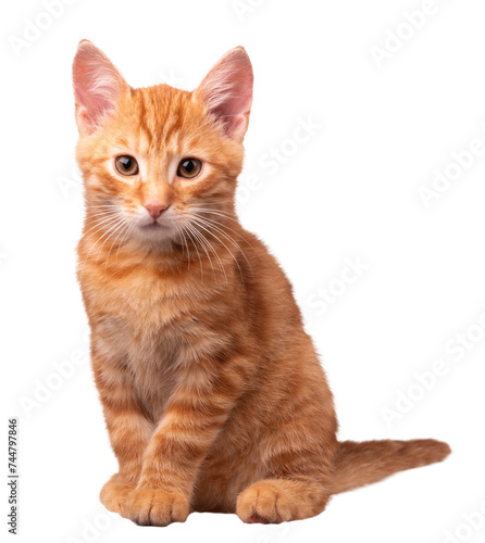 Kot, PNG, zdjęcie bez tła, rudy kot, rudy kociak	 photo