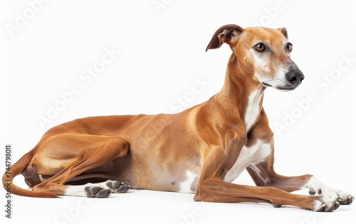 A sleek Azawakh hound lies gracefully against a white background, its slim figure and attentive gaze reflecting the breed's elegance and poise. The dog's slender limbs highlight its speed and agility. © Artsaba Family