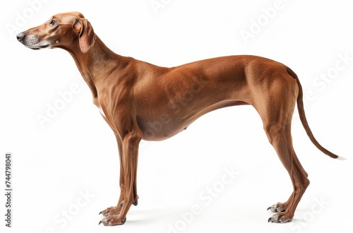 A statuesque Azawakh dog exudes elegance, its lithe form and keen alertness captured in a studio shot.