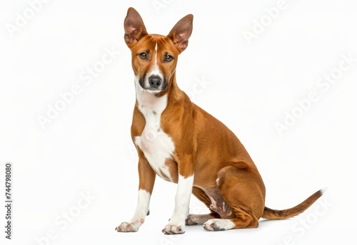 A Basenji dog sits elegantly, its coat glossy and posture noble against a white background.