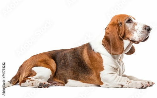 An elegant Basset Hound sits with poise, its brown and white coat and soulful expression epitomizing the breed's charm.