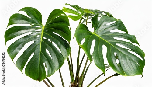 monstera deliciosa albo variegata leaves tropical plant evergreen vine isolated on white background clipping path included