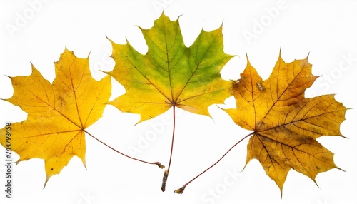 three yellow maple fallen leaves isolated transparent png autumn season