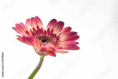 Single Bright pink flower