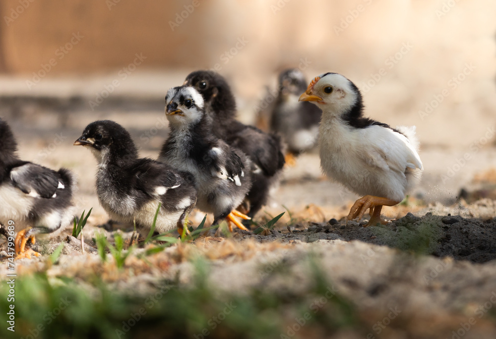 Young chickens in the grass