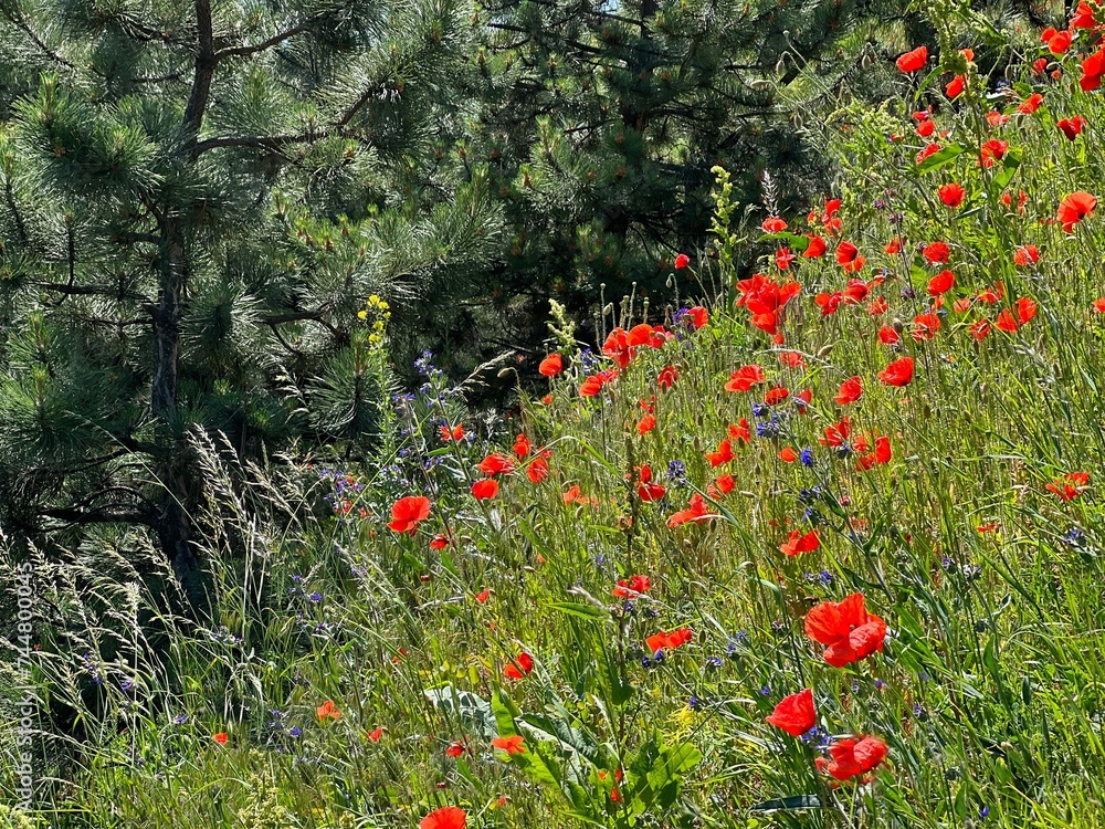 Poppy red flowers in the grass and pine trees in the forest.