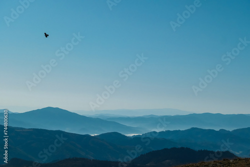 Wild bird flying over alpine valley covered in clouds and fog in Mürzsteg Alps, Styria, Austria. Wanderlust in remote Austrian Alps in autumn. Early morning atmosphere. Scenic hiking trail in forest