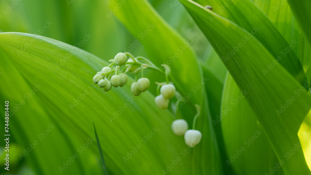 Obraz premium A sprig of Lily of the Valley gently unfolds its pristine white bells, cradled by the rich greenery of its own leaves, offering a sense of peace and natural elegance. Tranquil Lily of the Valley Sprig
