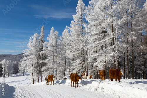 A herd of cows graze in a snowy winter forest. Altai Republic, Russia