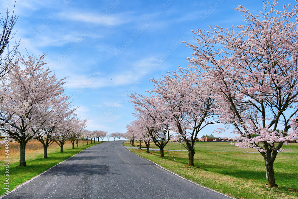 A road street lined with cherry trees in full bloom in the spring A road street lined with cherry trees in full bloom in the spring