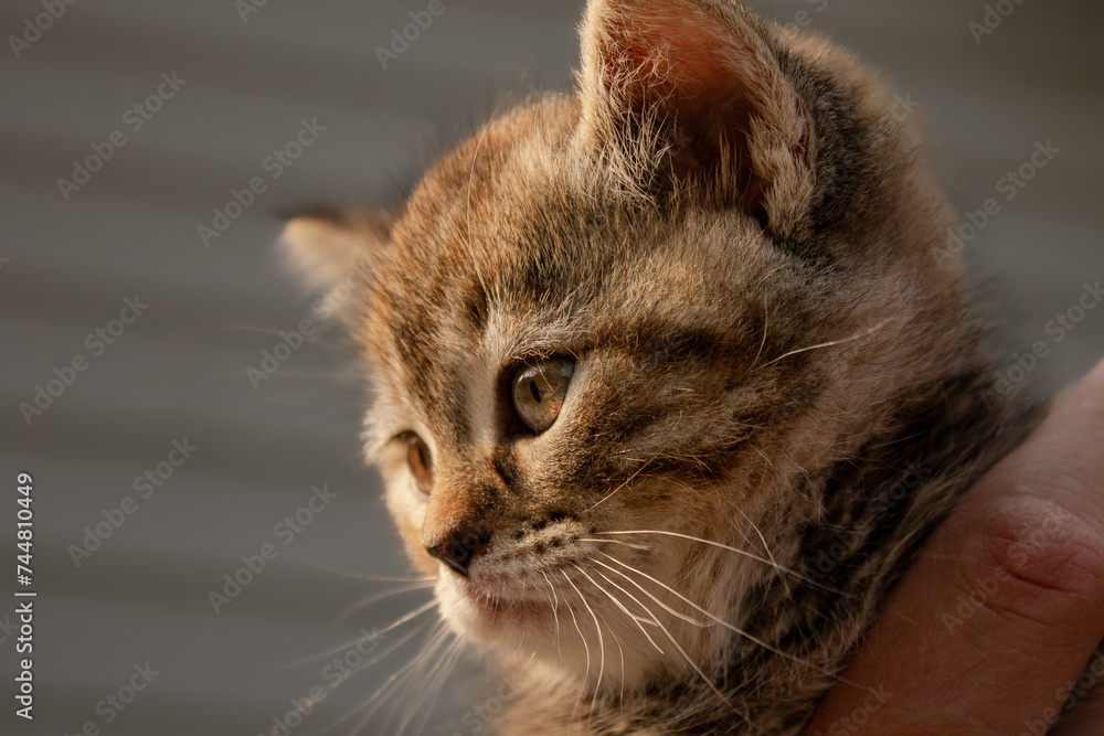 Cute Adorable Female Torbie Coat Fur Coloured Mixed Breed Kitten Being Held with Beautiful Gold Eyes