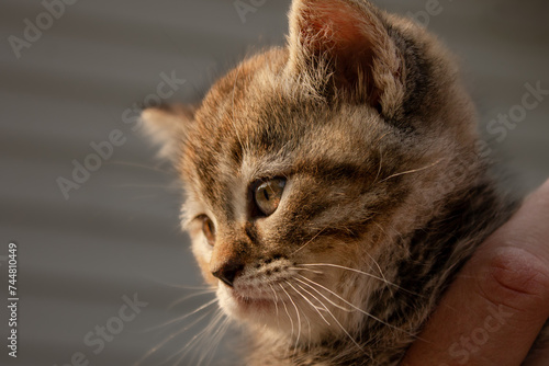 Cute Adorable Female Torbie Coat Fur Coloured Mixed Breed Kitten Being Held with Beautiful Gold Eyes