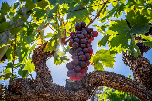 Grapes basking in the sun in Groot Constantia wine estate near Cape Town, South Africa photo