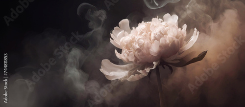 Panel kuchenny z motywem Piękny kwiat piwonii, ciemne tło, wzór kwiatowy, puste miejsce 