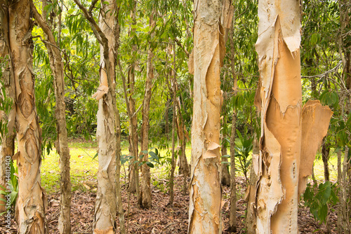 Discover the enchanting coastal swampy forest of Far North Queensland, adorned with elegant paperbark trees. photo