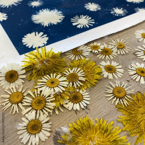 cyanotype / blueprint process with dandelions and daisies in the sun