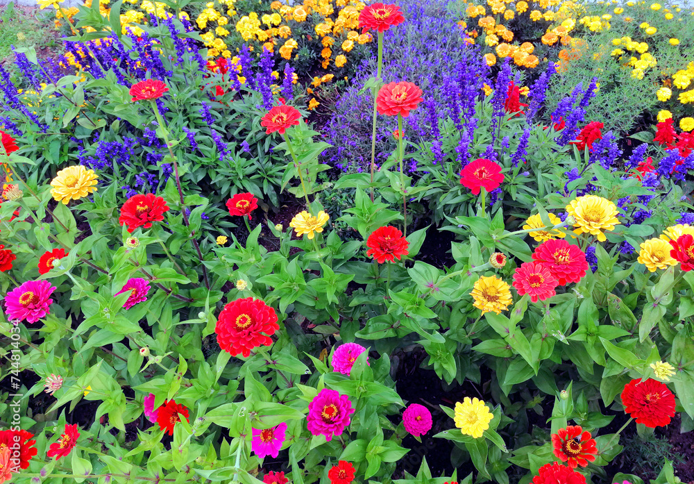 Multicolored flowerbed. Closeup high angle view of colorful summer flowerbed with marigols, zinnias, blue and red salvias