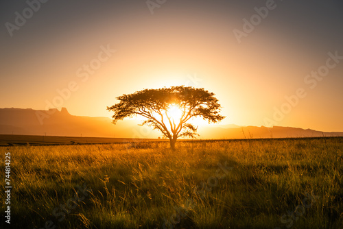 Sun setting behind a tree in Drakensberg, South Africa photo