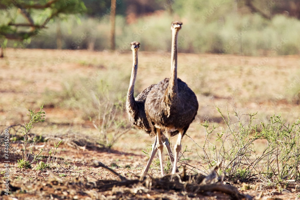 Naklejka premium Neugieriger Strauß