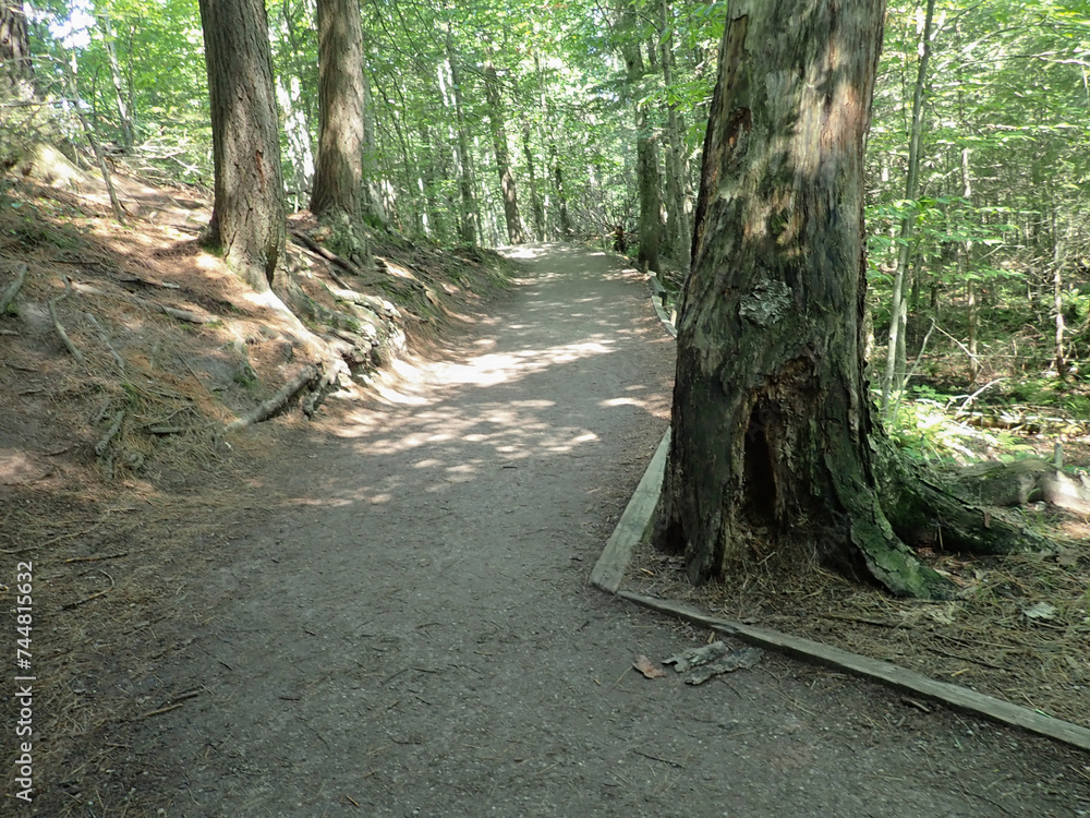 Obraz premium Road through the woods