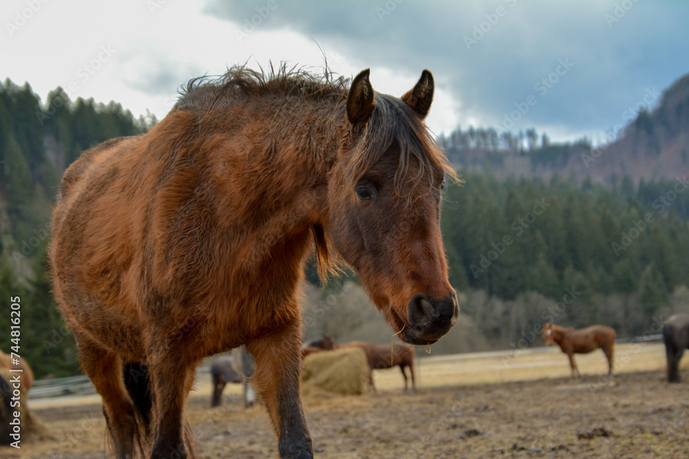 Fototapeta premium Beautiful brown furred horse in winter
