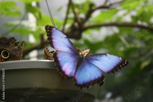 A blue butterfly on a pot