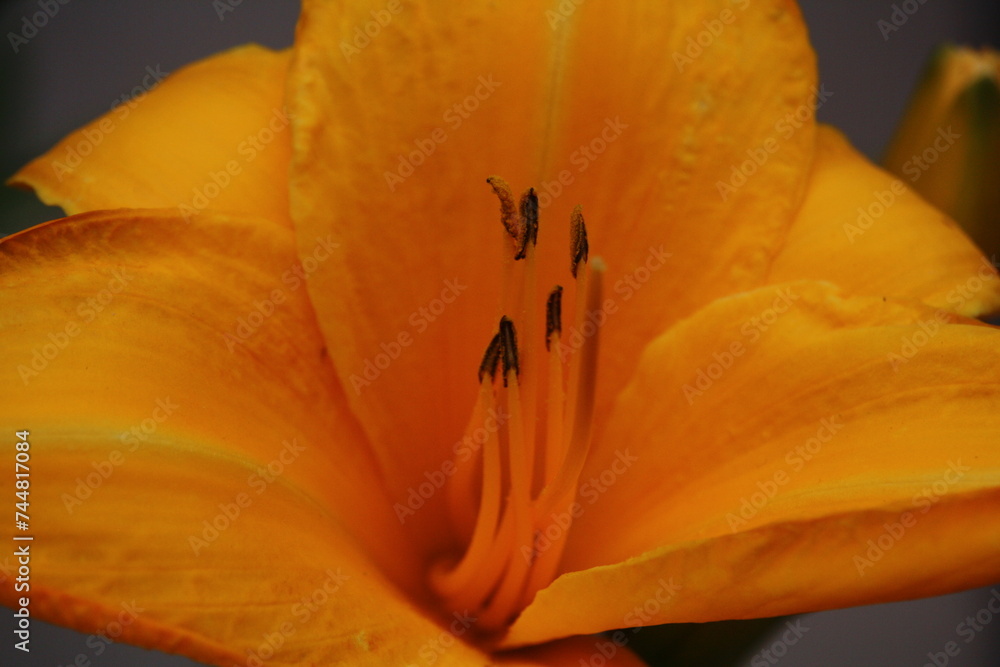 Yellow orange up close flower