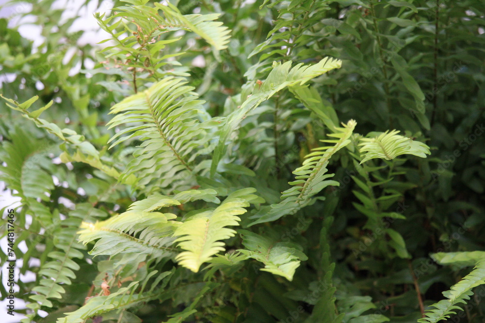 fern leaves in the forest