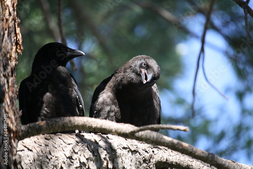 The crows watching from a tree