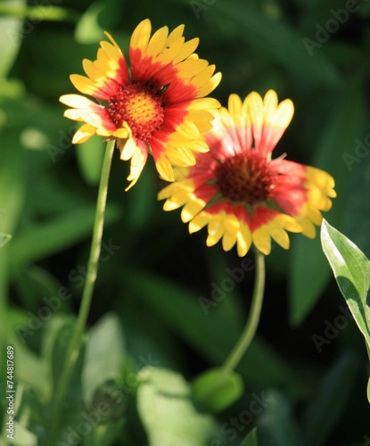 The yellow and red flowers