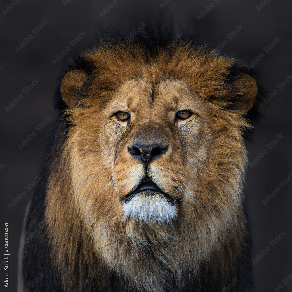 Portrait of a lion. Close-up photo of an open-mouthed lion (Panthera leo leo)